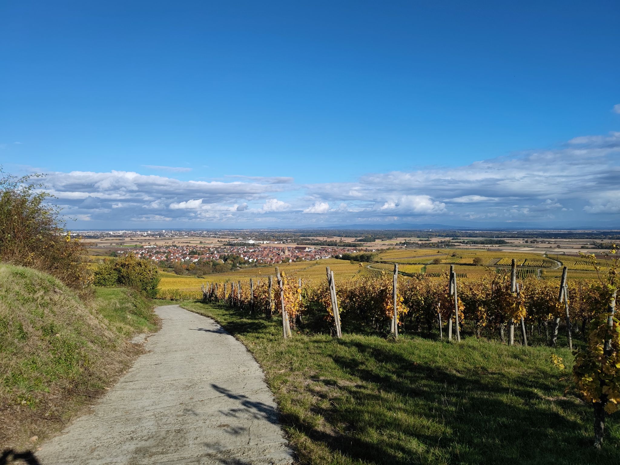 Weinberge bei Eguisheim