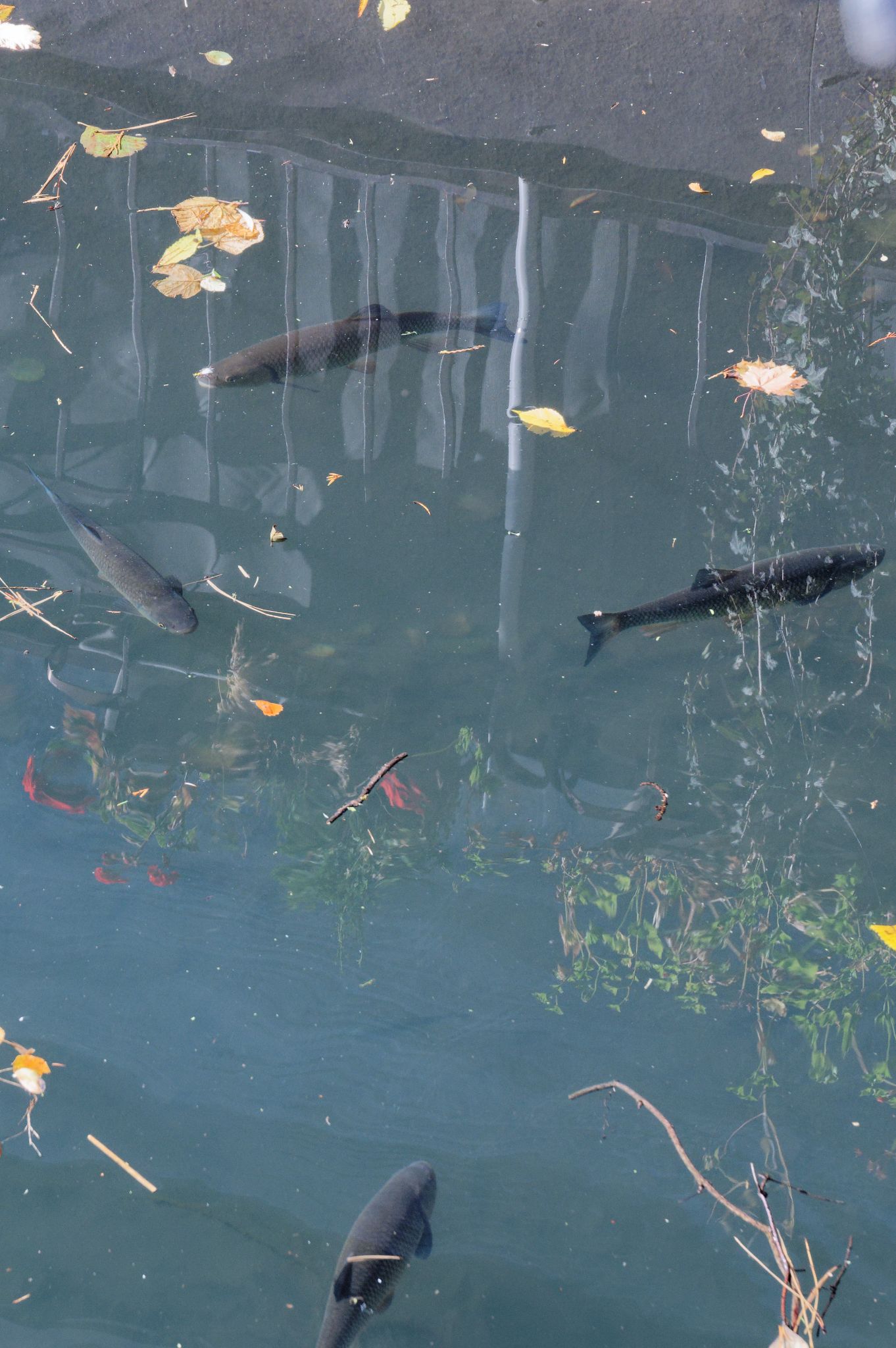 Klein-Venedig in Colmar