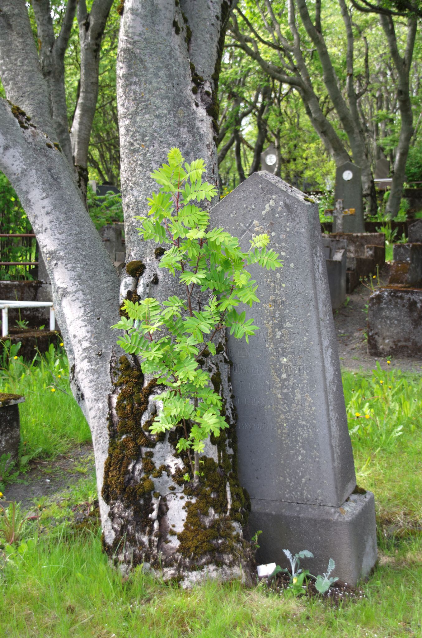 2011 06 09 14h16m29DSC 2476a