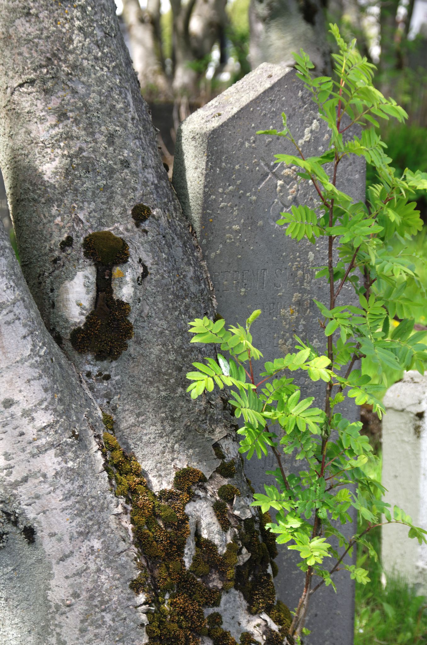 2011 06 09 14h17m05DSC 2478a