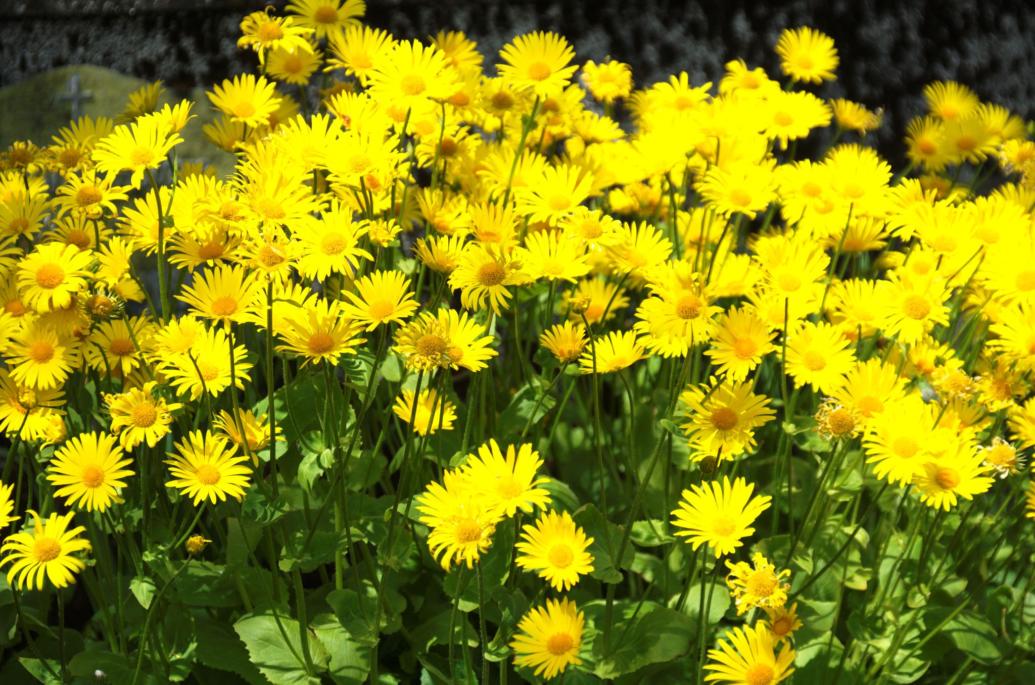 2011 06 09 14h19m44DSC 2481a