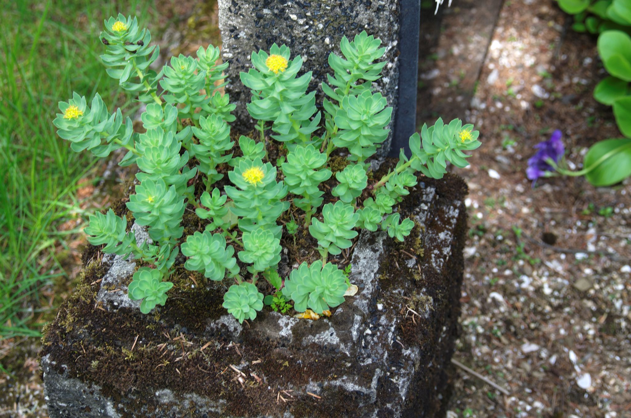 2011 06 09 14h23m31DSC 2486a