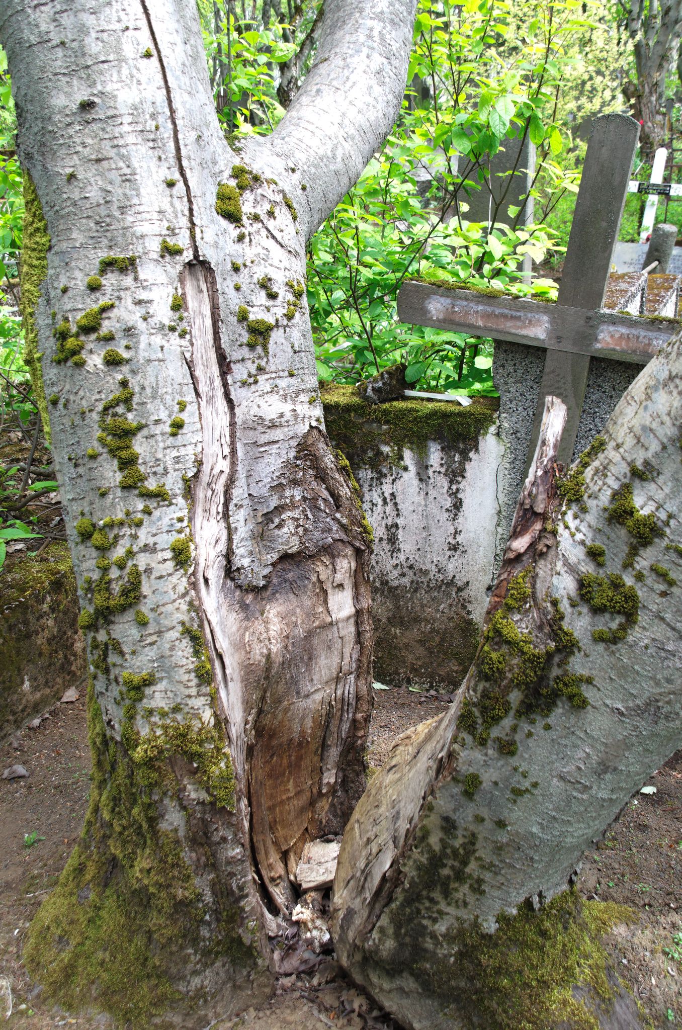 2011 06 09 14h33m11DSC 2492a